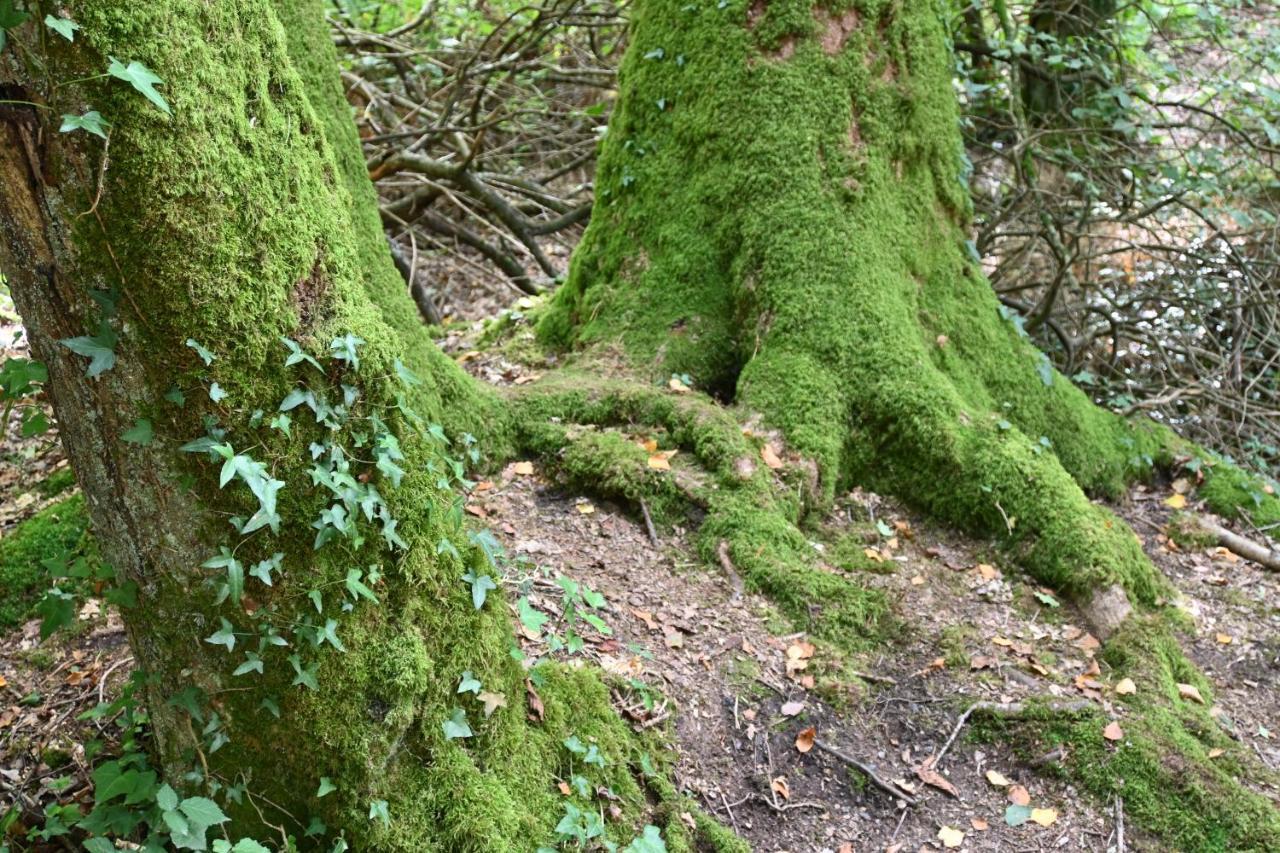 L'Hotie De Broceliande, Au Coeur Des Sites Naturels Et Legendaires Paimpont Exterior photo